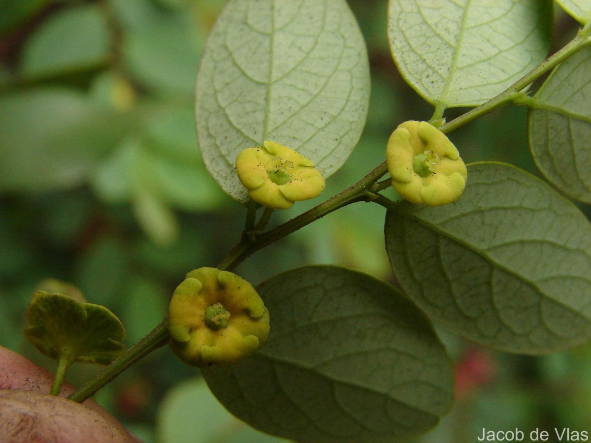 Phyllanthus retusus Dennst.